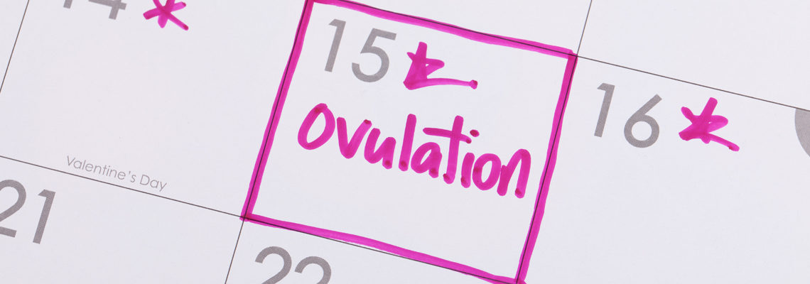 cycle d'ovulation