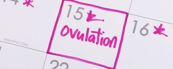 cycle d'ovulation